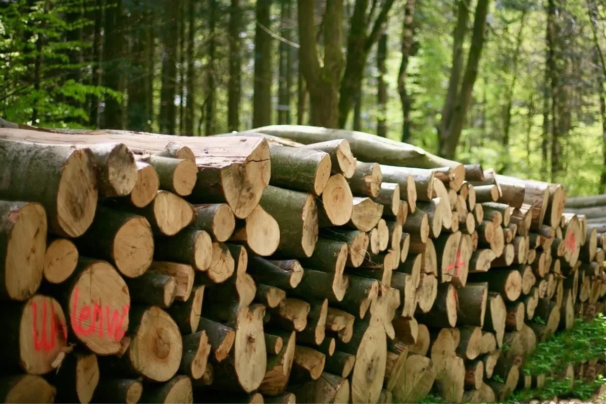 Rollizo Madera dura / Madera de frondosas – Carga de camión (20 – 40 RM)