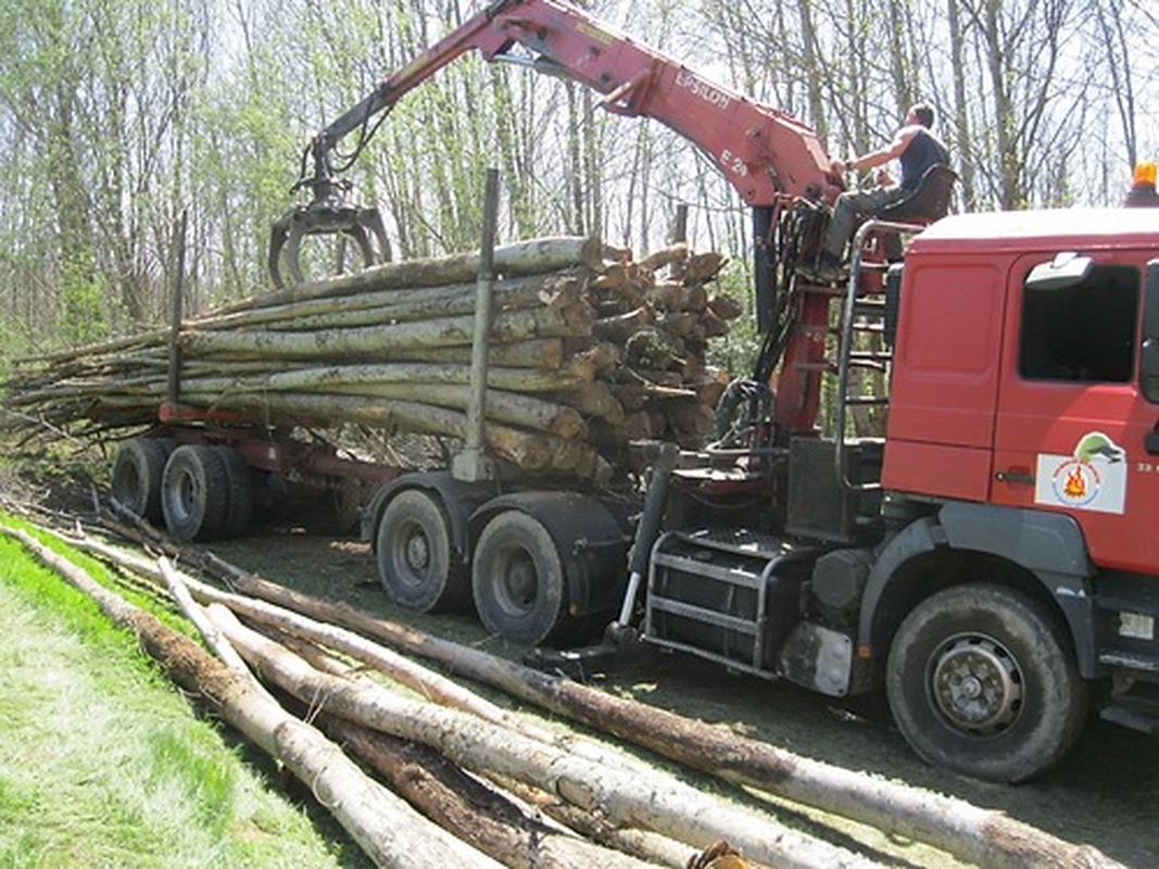 Troncos de castaño – 50 Metros cúbicos Carga de camión