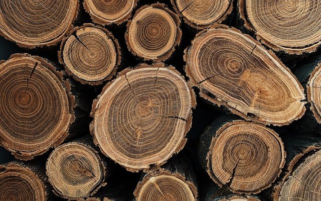Leña de roble: características, poder calorífico y usos