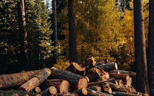 Leña de pino: cuándo usarla y cuándo evitarla
